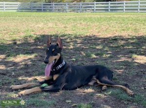 Black and Tan Doberman  Listing Image