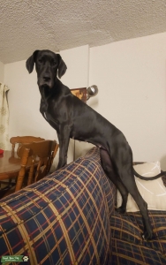 Black Dane Lady Listing Image