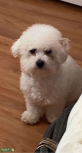 Maltipoo stud  Listing Image