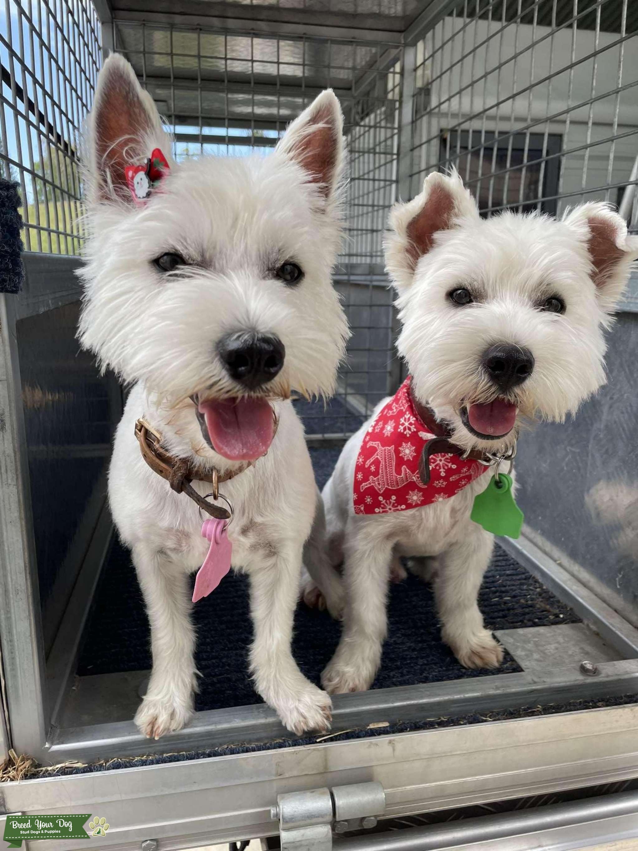 West Highland Terrier Stud Dog in Coleyville , the United States Breed Your Dog