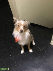 Pom mini Aussie she is going on 2 years old in a couple of months color eyes are light blue her hair color is beige and white with a spot or two of light brown she is so love able very smart loves doing trick fully vaccinated  Listing Image