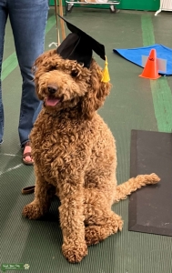 Loving, Intelligent, Goldendoodle Listing Image