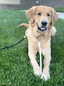 5th Gen. AKC Reg. Lovable Golden Retriever Listing Image