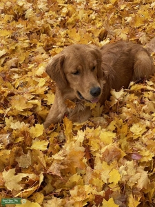 Dark Golden Retriever Stud - Registered AKC Listing Image