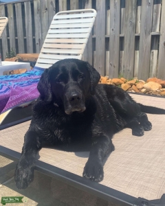 American Labrador Retriever  Listing Image