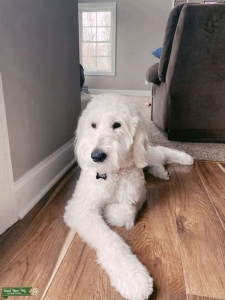 Cream F1 Goldendoodle Listing Image
