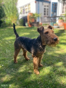 Welsh Terrier for stud Listing Image