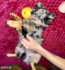 Male Pomeranian seeking female to breed Listing Image