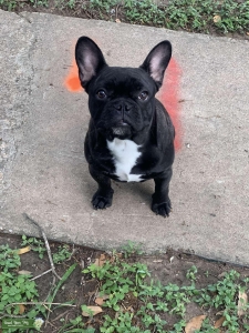 Brindle Stud French Bulldog  Listing Image