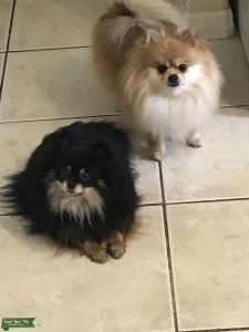 Female Pomeranian  Listing Image