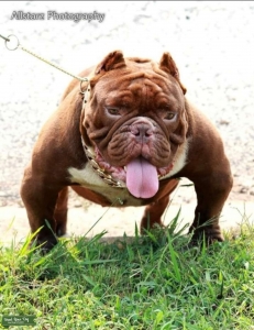 Chocolate Exotic Bully Open for Stud Listing Image