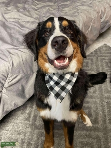 Berner Stud Listing Image