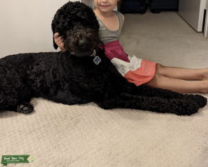 F1B Goldendoodle Stud Listing Image