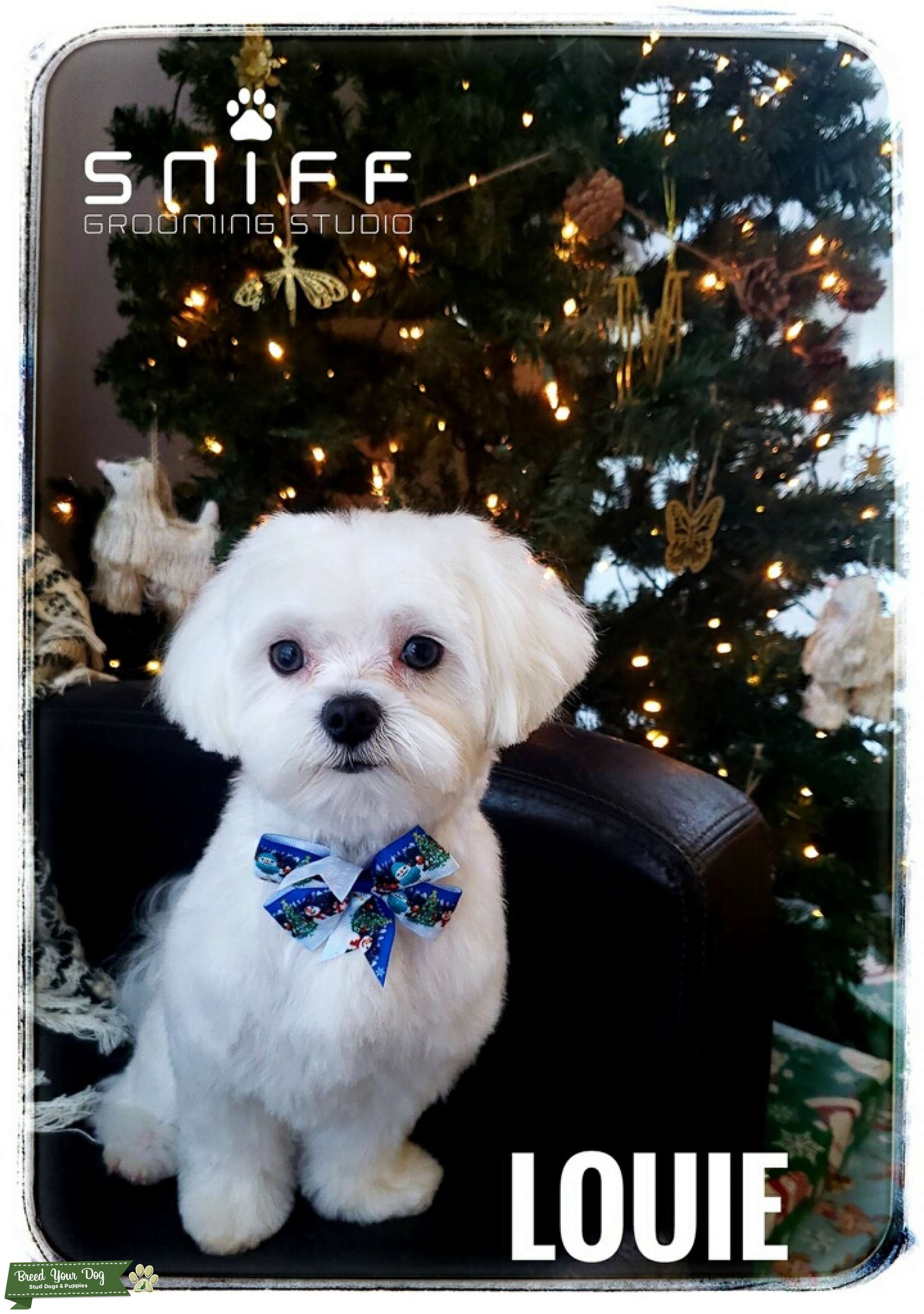 Purebred Maltese stud Stud Dog in Austin, the United States Breed