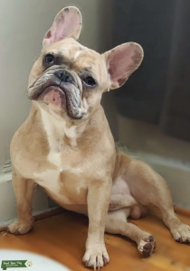 MALE CREAM MERLE FRENCH BULLDOG Listing Image