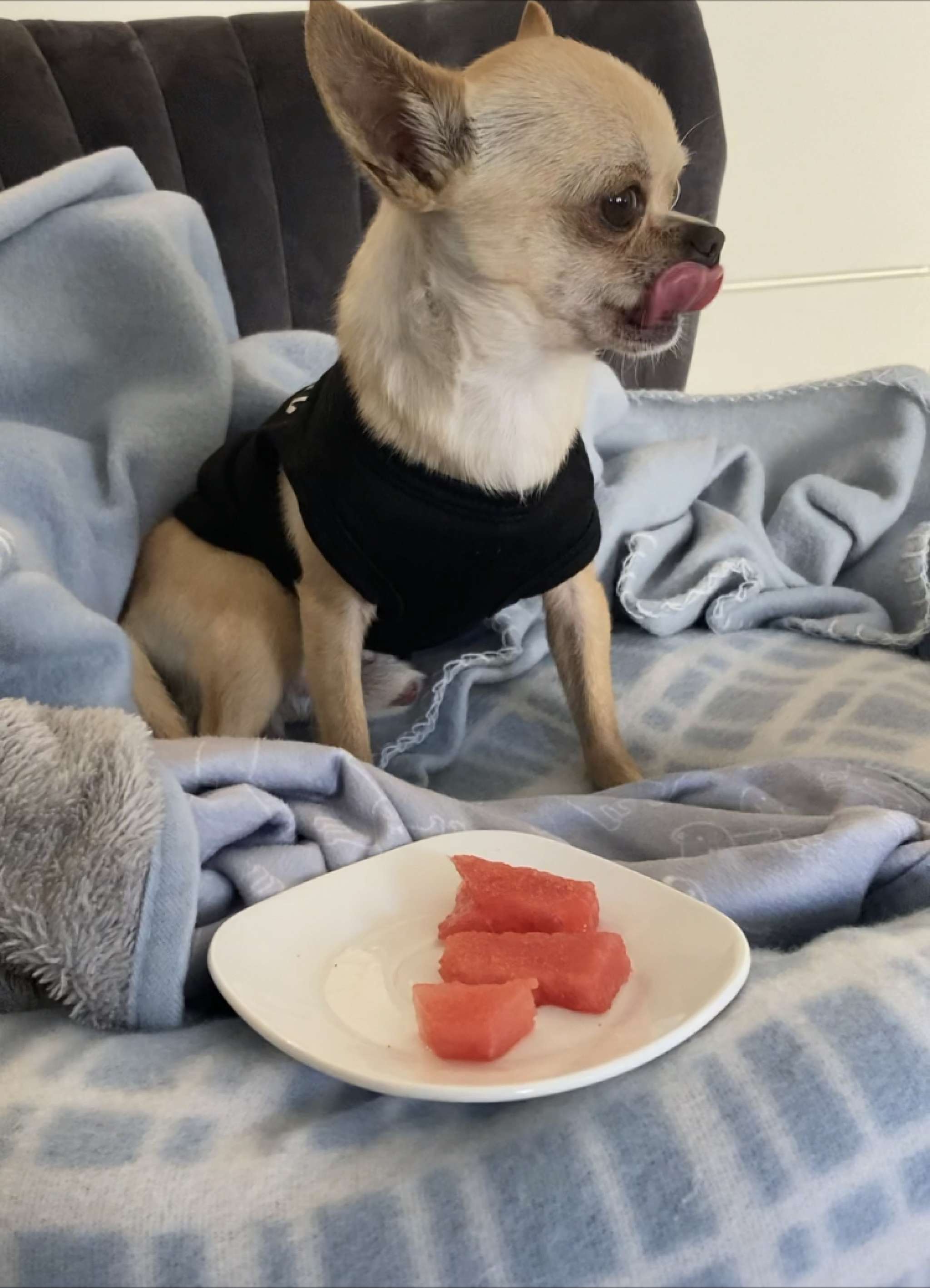 Chihuahua Stud Service Stud Dog in Sydney, Australia Breed Your Dog