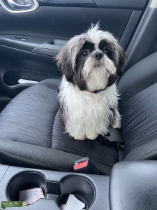 Purebred Black & White Shih Tzu Listing Image