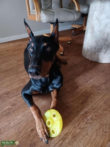 Male doberman half european/american Listing Image