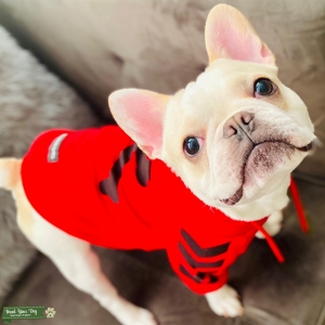 French bulldog Stud  Listing Image