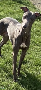 Kc reg Blue Whippet Listing Image