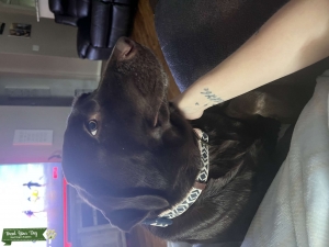 Chocolate Labrador retriever  Listing Image