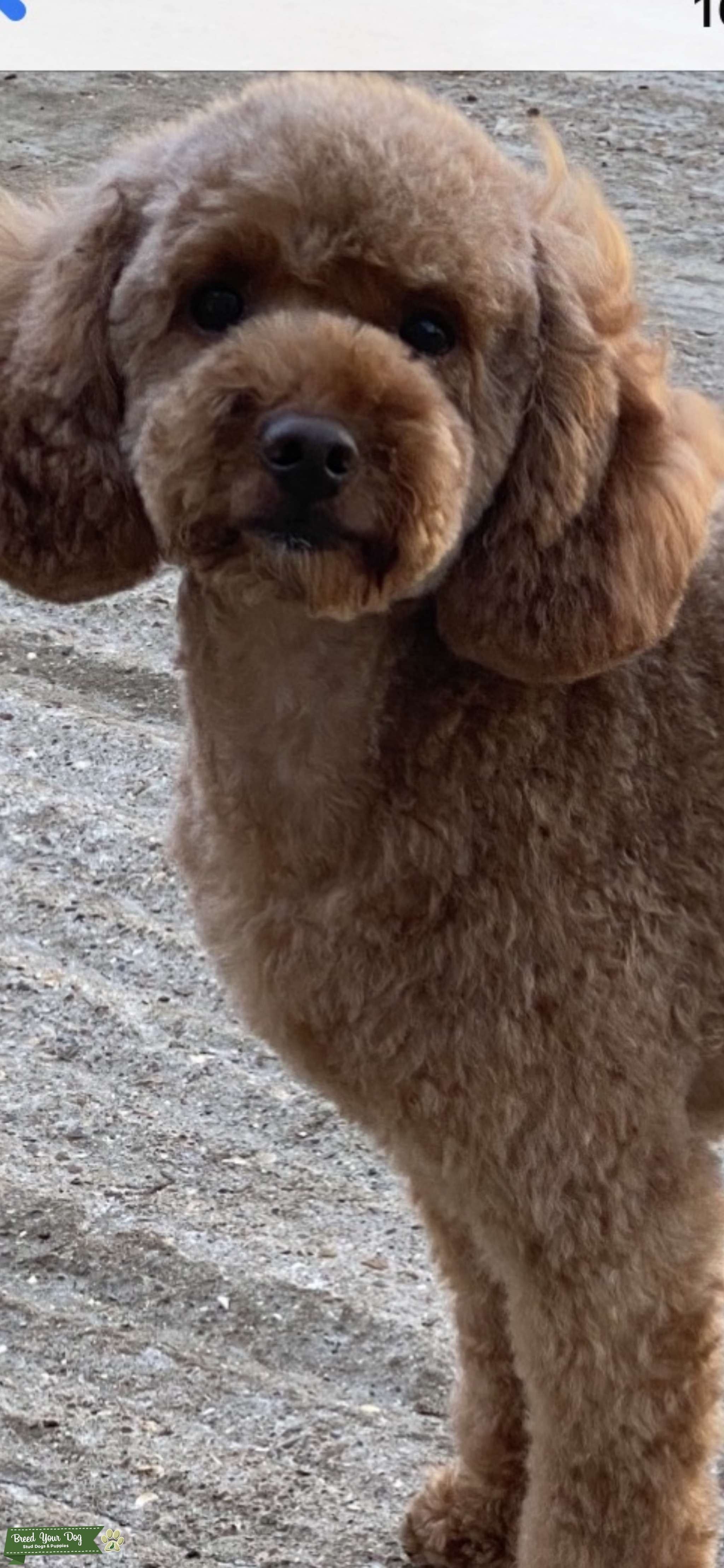 Fully health tested red toy poodle Stud Dog in Surrey , the United
