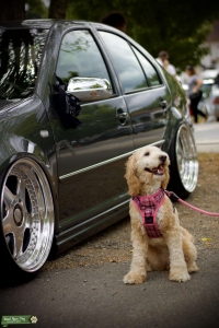 Looking for Mini Goldendoodle Stud Listing Image