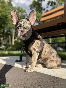Merle French Bulldog Listing Image