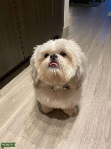 Looking for Shih Tzu Bitch Listing Image