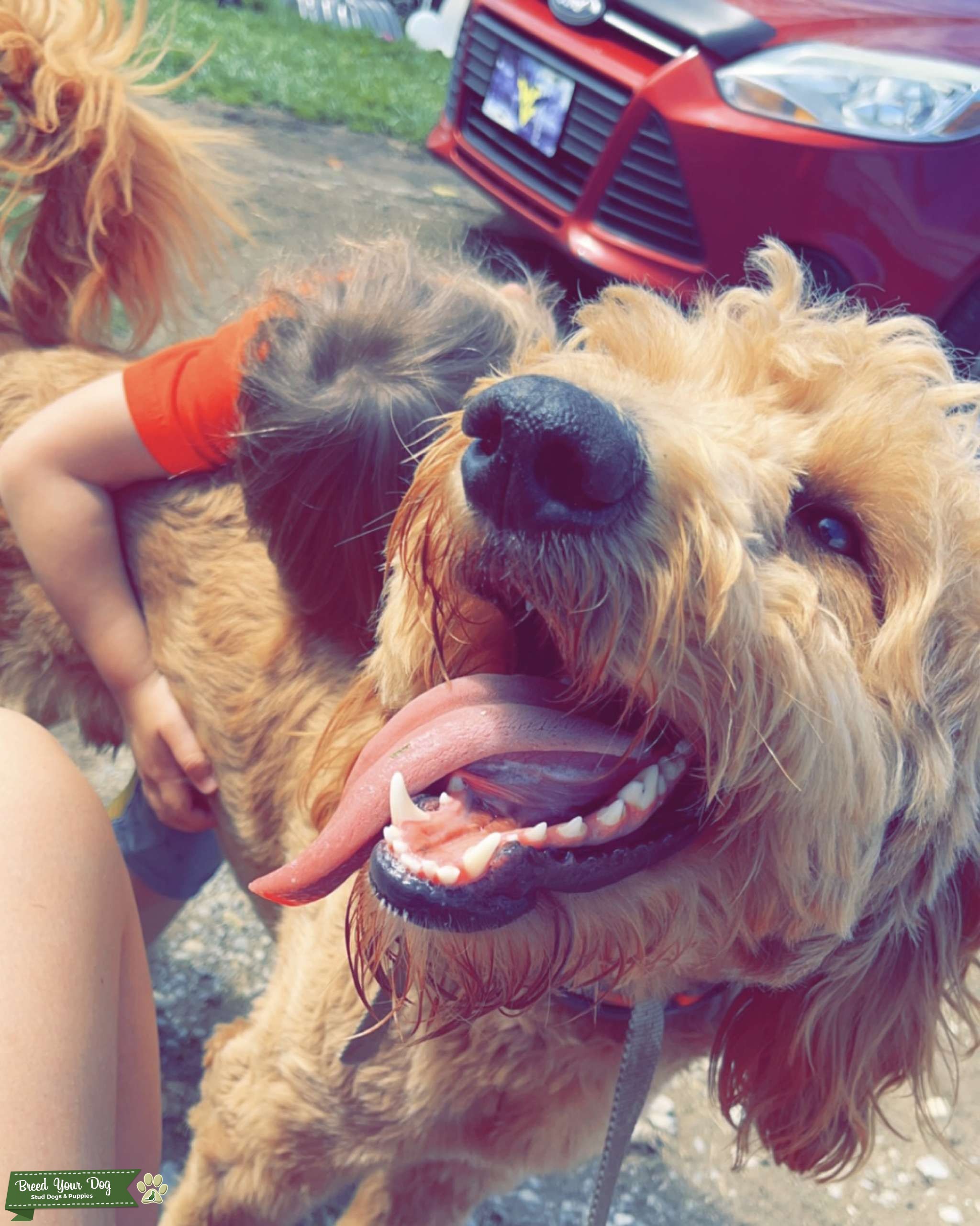 Goldendoodle stud service Stud Dog in West Virginia , the United