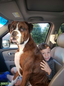 Brindle Boxer Listing Image