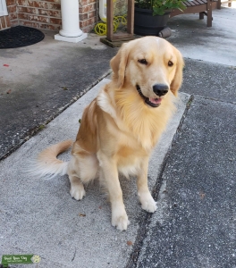 Golden Retriever  Listing Image