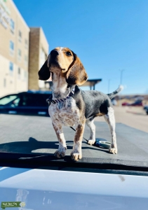 Beagle red and blue tick  Listing Image