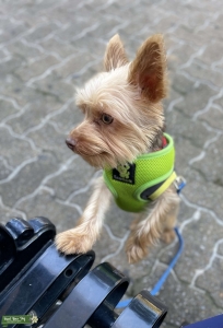 Looking to Stud my yorkie  Listing Image