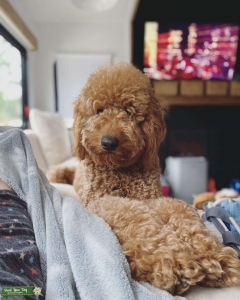Female Goldendoodle Listing Image