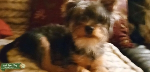 Non Registered yorki Listing Image