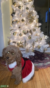 Chai the Poodle! Listing Image