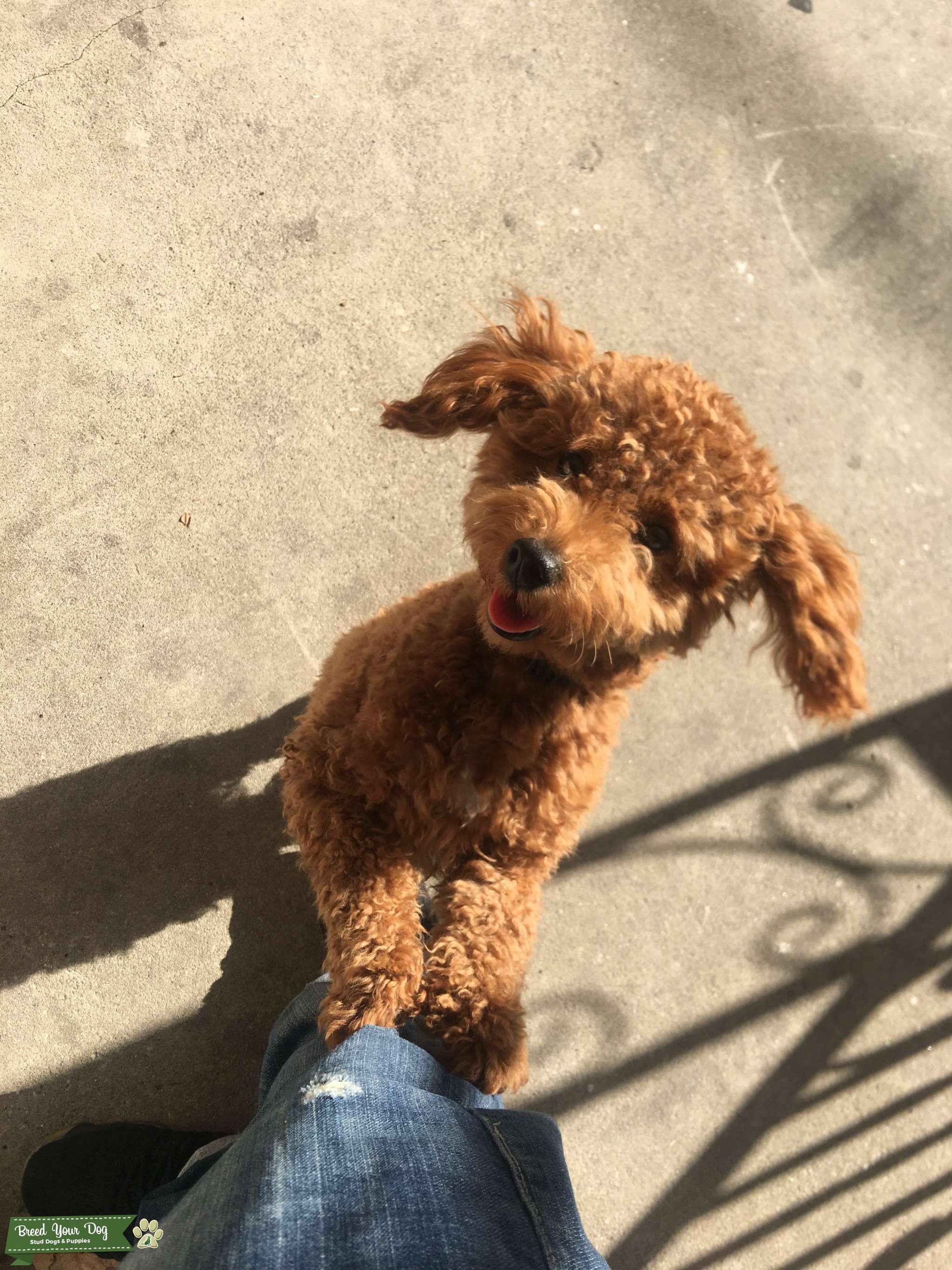 Chai the Poodle! Stud Dog in Pennsylvania, the United States Breed
