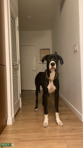 Stallion Great Dane  Listing Image