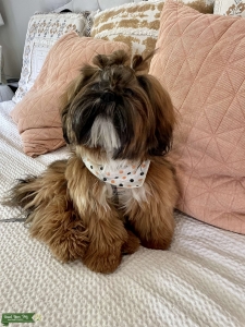 AKC SHIH TZU MALE Listing Image