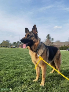 Beautiful German Shepherd Dog registered with AKC Listing Image