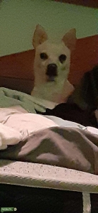 4 year old Beautiful all white chihuahua  Listing Image