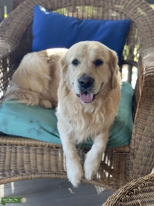 Golden retriever stud Listing Image