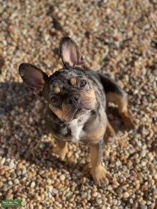 Blue Merle French Bull Dog Listing Image