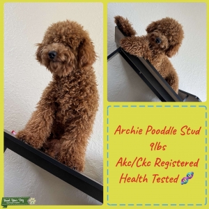 Poodle Stud  Listing Image