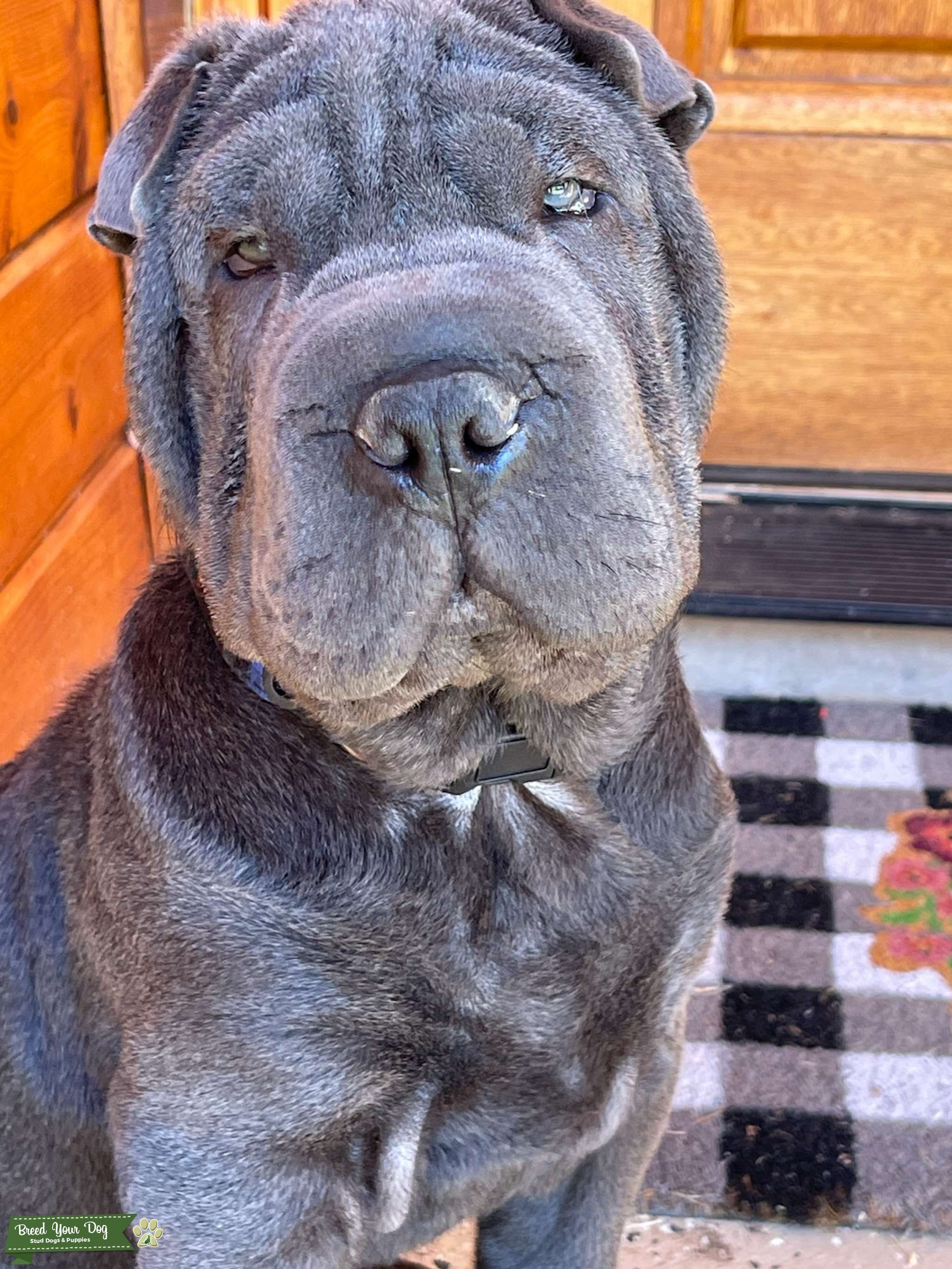 Handsome Blue SharPei Stud Dog in Texas, the United States Breed
