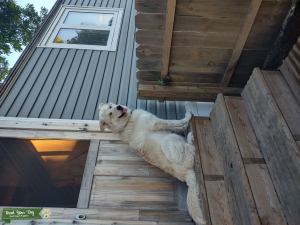 Big Girl Great Pyrenees German shepherd  Listing Image