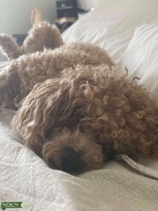STUD APRICOT POODLE MINI Listing Image