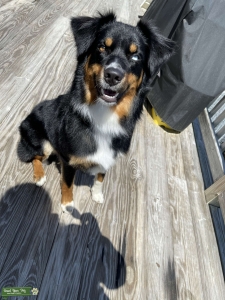 Make tri Australian shepherd  Listing Image