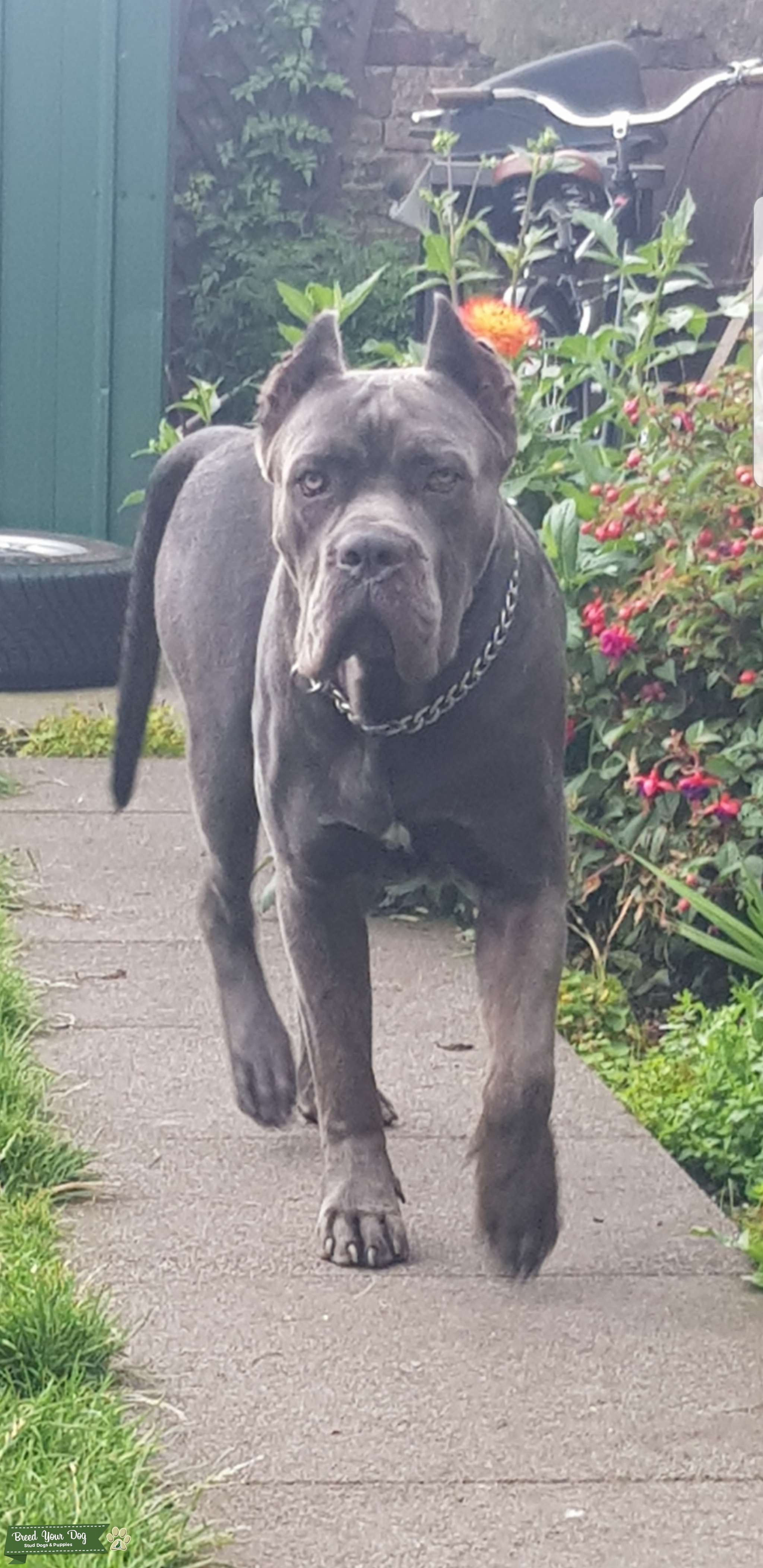 Grey Cane Corso Stud Dog in Berkshire , United Kingdom Breed Your Dog